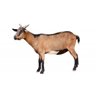 Goat For Donation ( Sadqa )